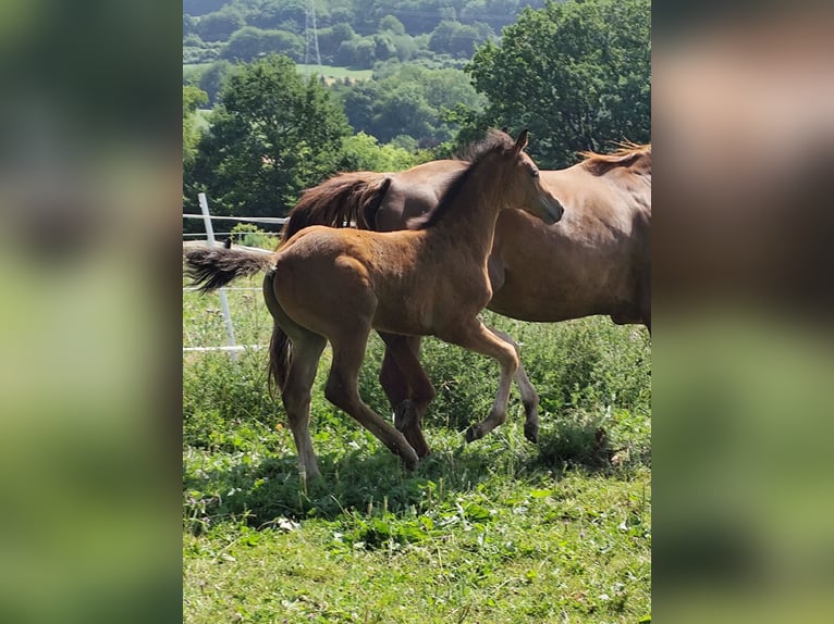 Oldenburg Stallion Foal (01/2025) Brown in Dornburg