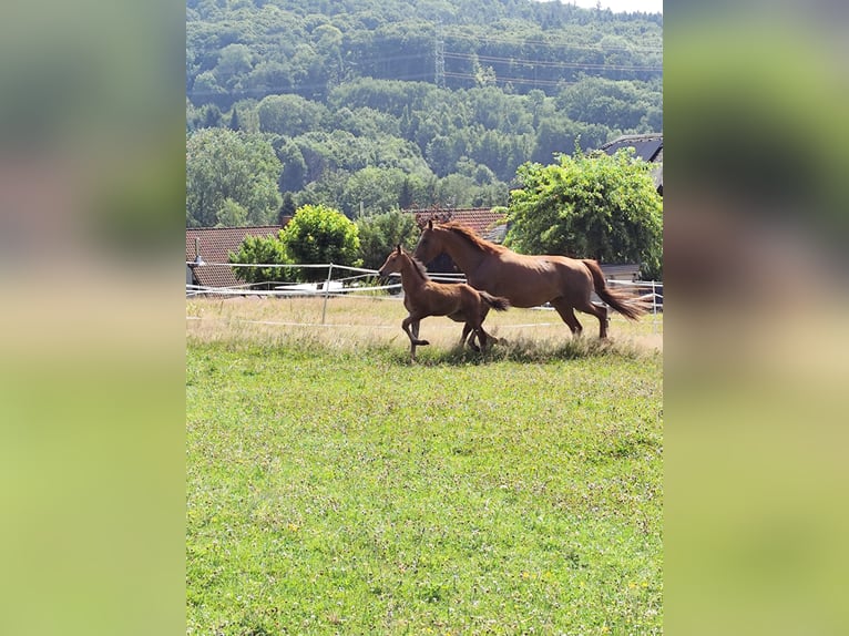Oldenburg Stallion Foal (01/2025) Brown in Dornburg