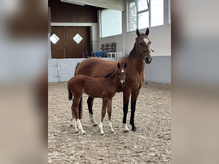 Oldenburg Mix Stallion Foal (03/2026) Brown in Ovelgönne