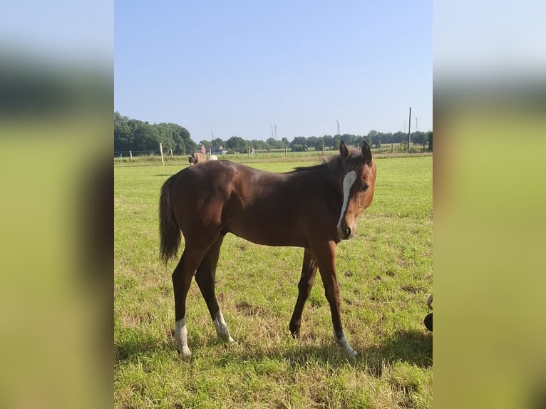 Oldenburg Mix Stallion Foal (04/2025) Brown in Voltlage