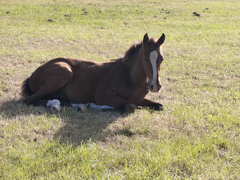 Oldenburg Mix Stallion Foal (04/2025) Brown in Voltlage