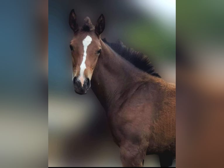 Oldenburg Stallion Foal (04/2024) Brown in Lingen