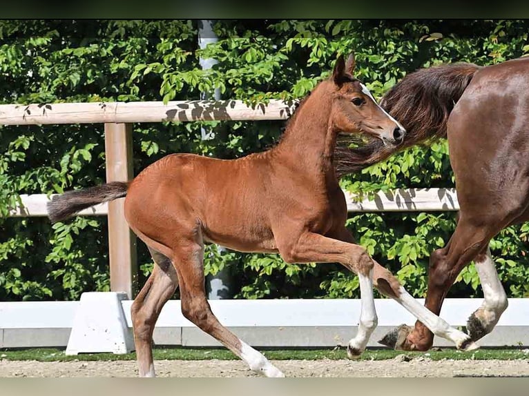 Oldenburg Stallion  Brown in Vechta