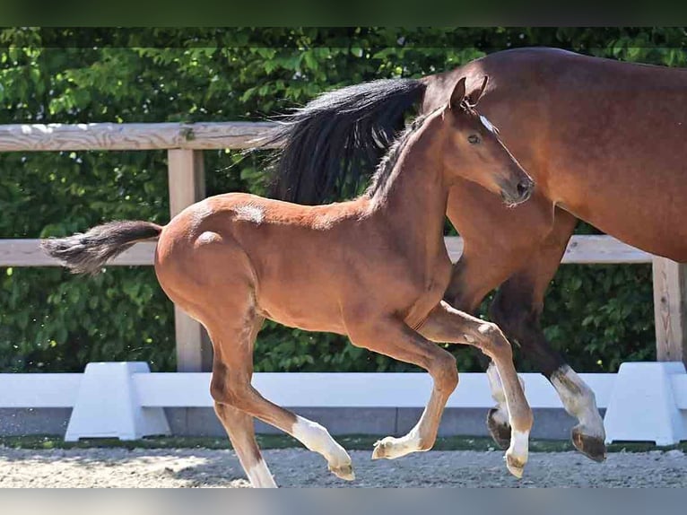 Oldenburg Stallion  Brown in Vechta