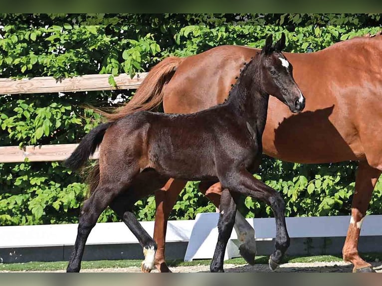 Oldenburg Stallion  Brown in Vechta