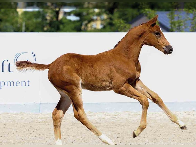 Oldenburg Stallion Brown in Vechta Oldenburg Stallion Brown in Vechta