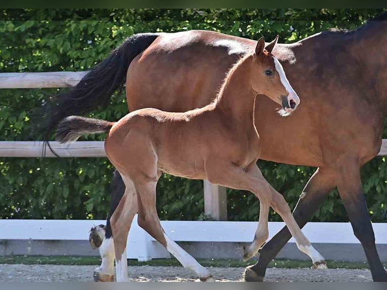 Oldenburg Stallion  Brown in Vechta
