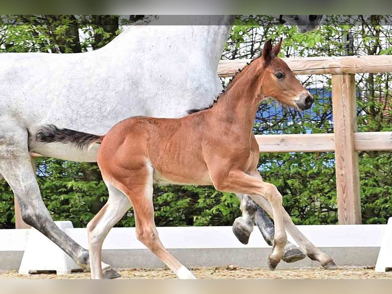 Oldenburg Stallion  Brown in Vechta