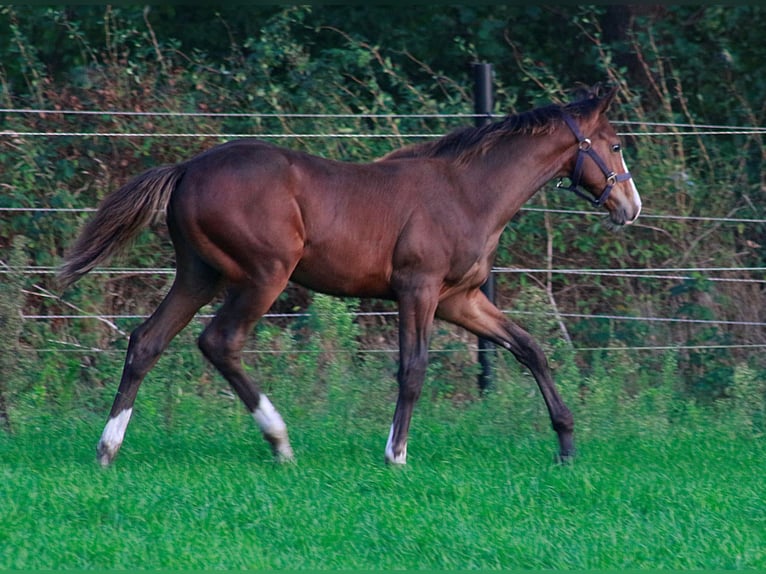 Oldenburg Mix Stallion Foal (04/2025) Brown in Voltlage