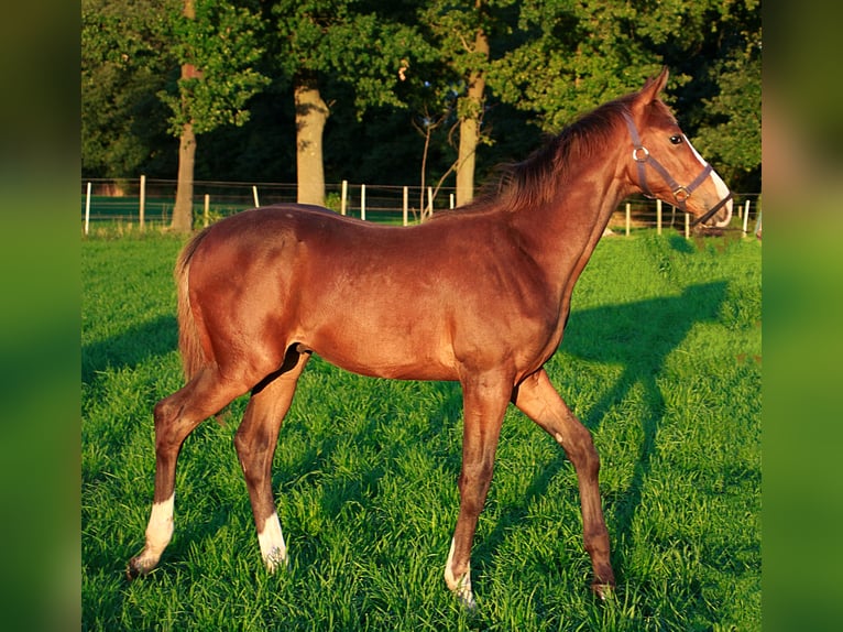 Oldenburg Mix Stallion Foal (04/2025) Brown in Voltlage