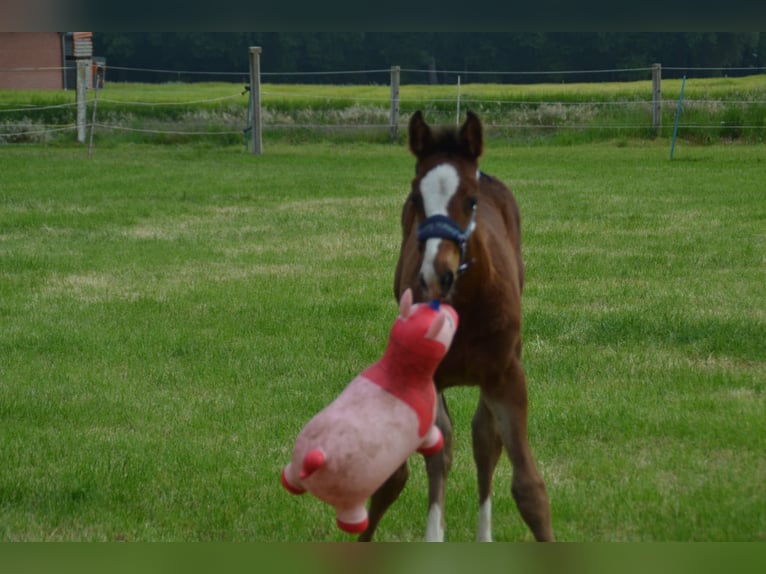 Oldenburg Mix Stallion Foal (04/2025) Brown in Voltlage