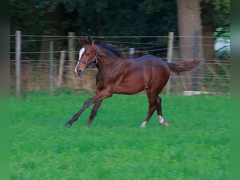 Oldenburg Mix Stallion Foal (04/2025) Brown in Voltlage