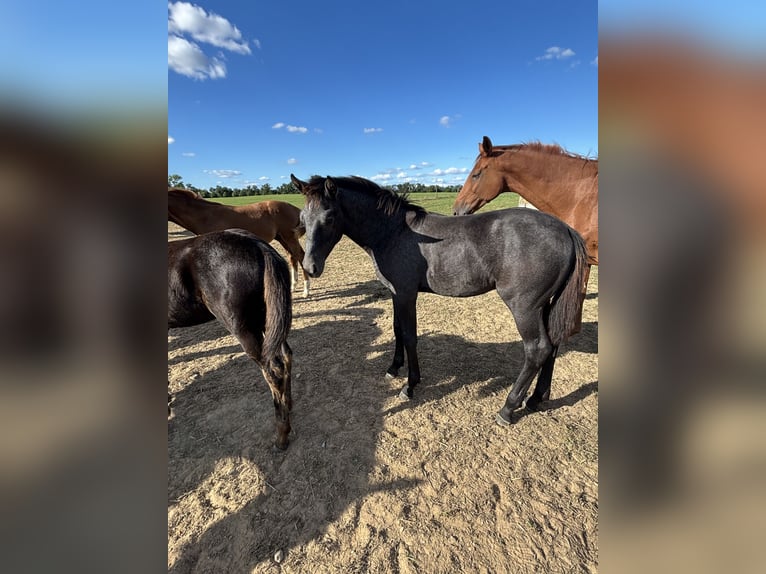 Oldenburg Stallion Foal (03/2025) Can be white in Berlin