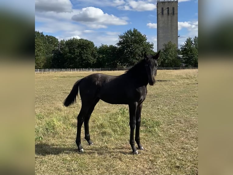 Oldenburg Stallion Foal (04/2025) Can be white in Burgwedel