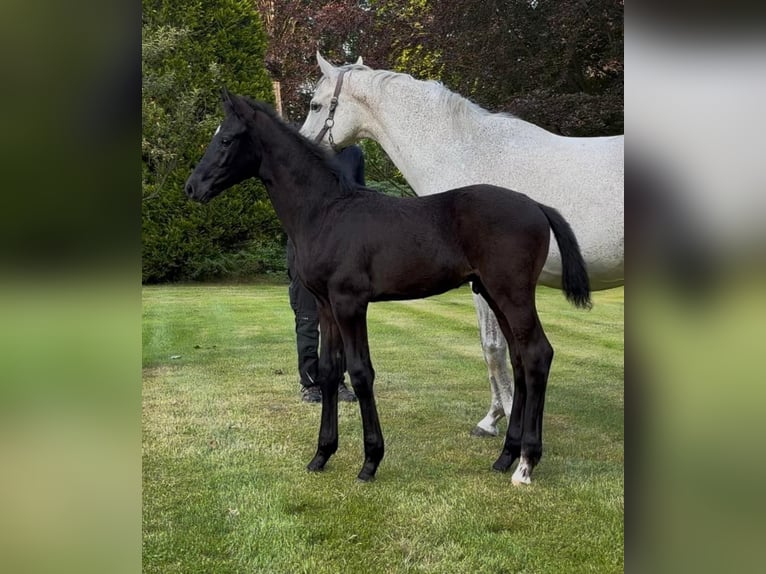 Oldenburg Stallion  Can be white in Emstek