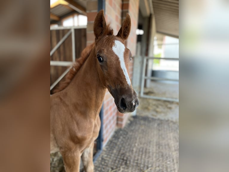 Oldenburg Stallion  Chestnut in Blunk