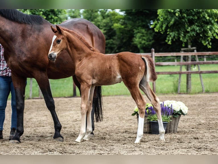 Oldenburg Stallion  Chestnut in Blunk