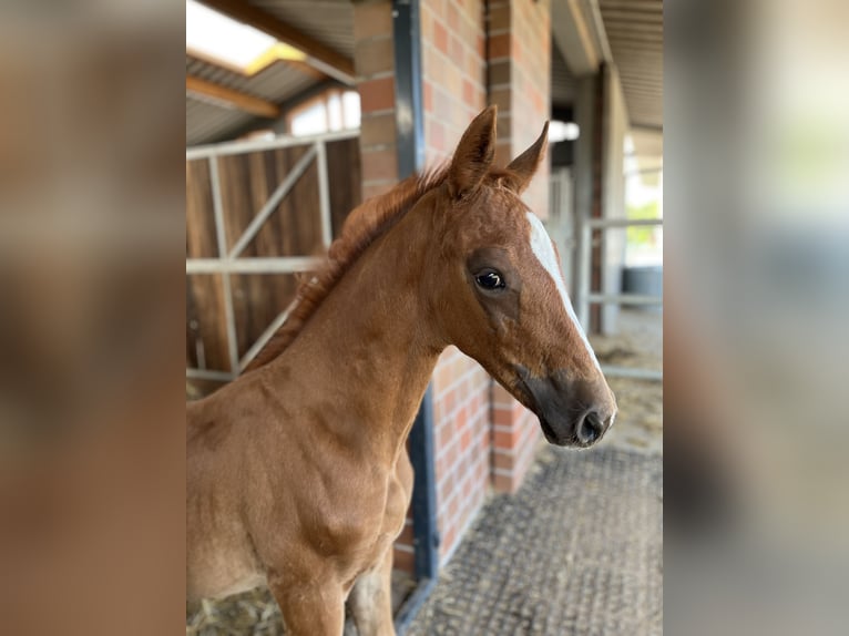 Oldenburg Stallion  Chestnut in Blunk