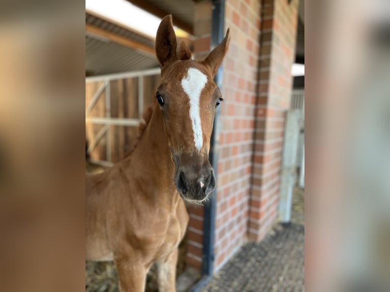 Oldenburg Stallion  Chestnut in Blunk