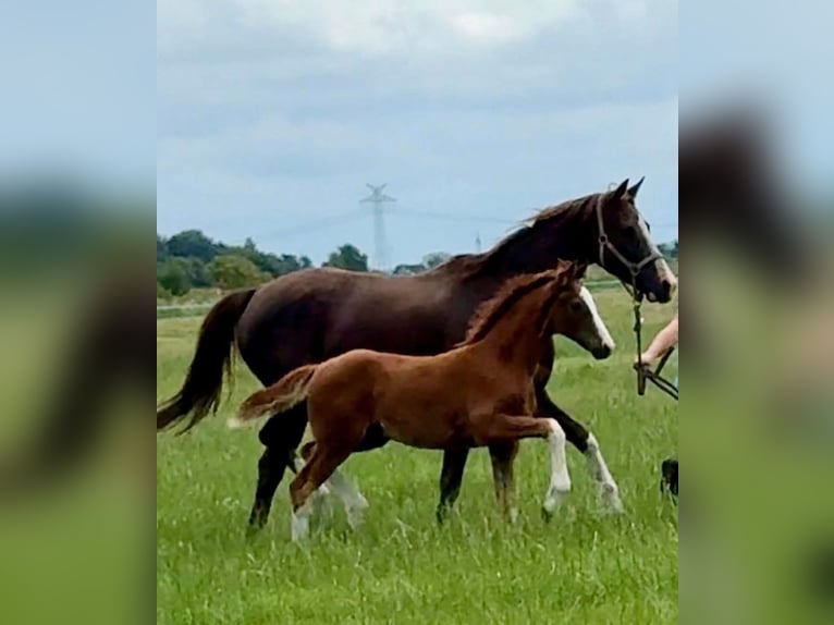 Oldenburg Stallion Foal (04/2025) Chestnut in Vechta