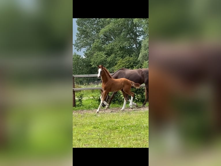 Oldenburg Stallion Foal (04/2025) Chestnut in Vechta