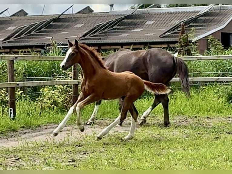 Oldenburg Stallion Foal (04/2025) Chestnut in Vechta