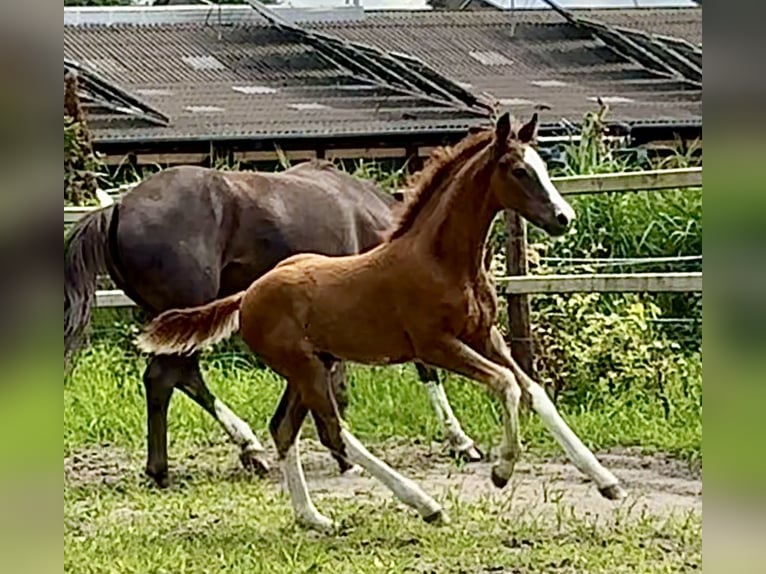 Oldenburg Stallion Foal (03/2025) Chestnut in Vechta