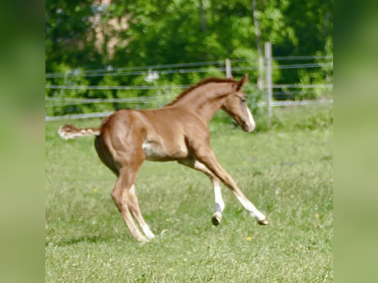 Oldenburg Stallion  Chestnut in Vechta