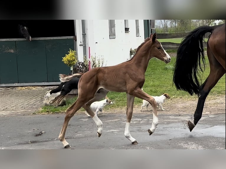 Oldenburg Stallion Chestnut in Vechta Oldenburg Stallion Chestnut in Vechta