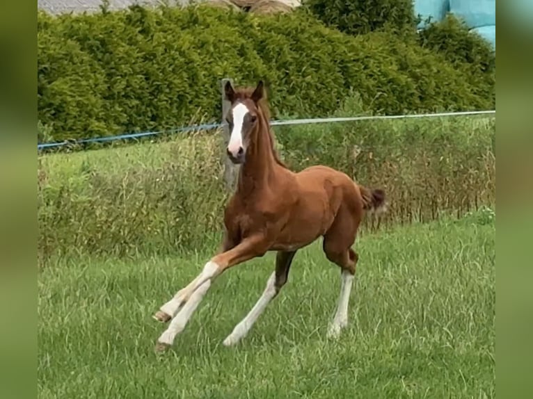 Oldenburg Stallion Foal (03/2025) Chestnut in Vechta