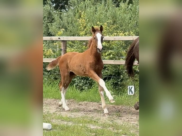Oldenburg Stallion Foal (03/2025) Chestnut in Vechta