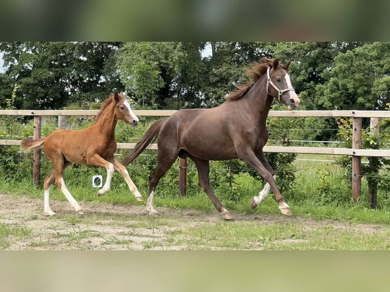 Oldenburg Stallion Foal (03/2025) Chestnut in Vechta