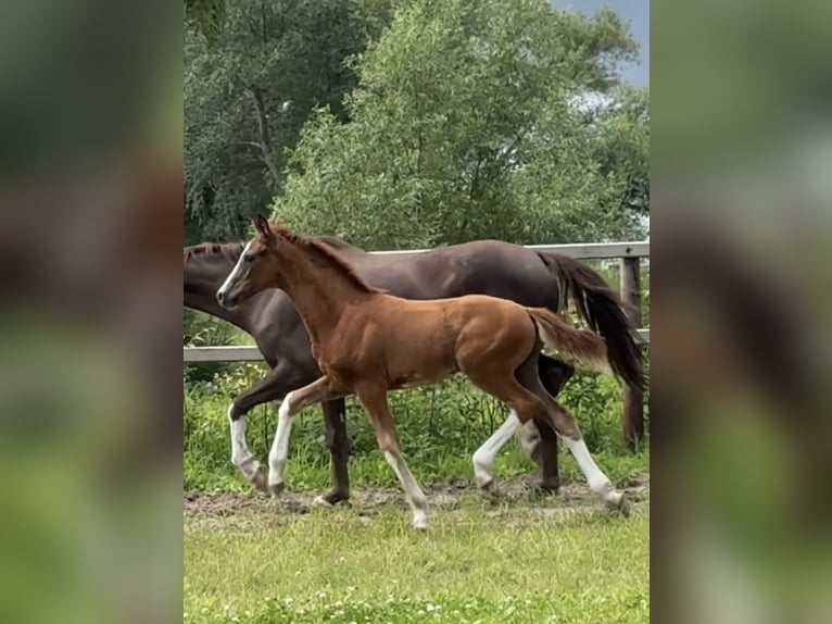 Oldenburg Stallion Foal (03/2025) Chestnut in Vechta