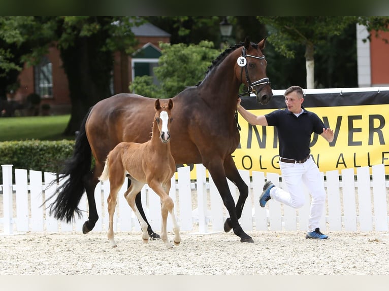 Oldenburg Stallion Foal (05/2024) Chestnut in Dötlingen