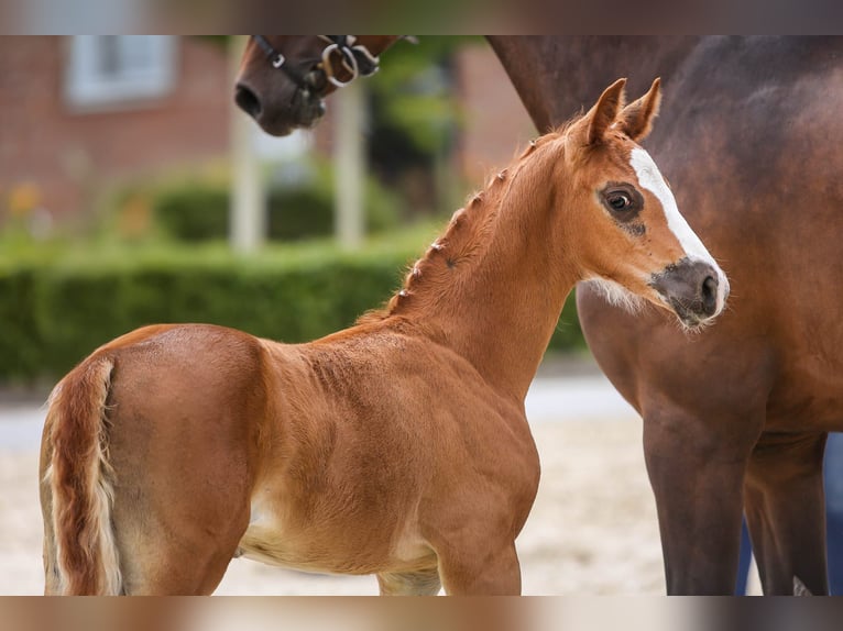 Oldenburg Stallion Foal (05/2024) Chestnut in Dötlingen