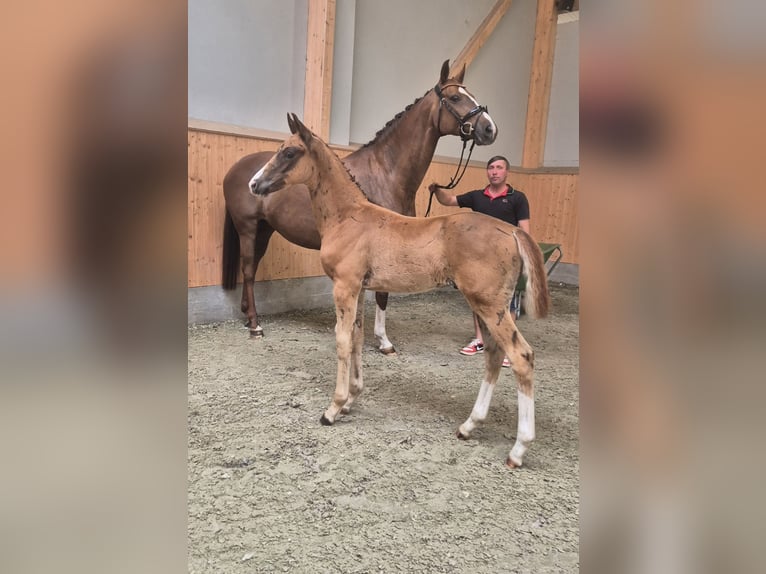 Oldenburg Stallion  Chestnut in Drachhausen