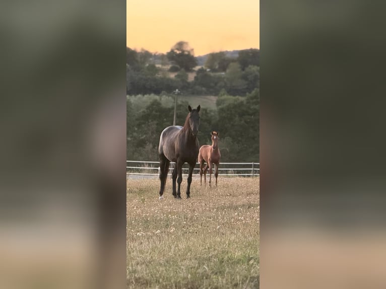 Oldenburg Stallion Foal (04/2026) Chestnut in Elsoff