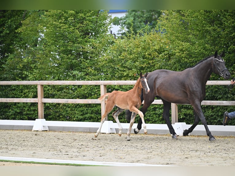 Oldenburg Stallion Foal (05/2026) Chestnut in Cloppenburg