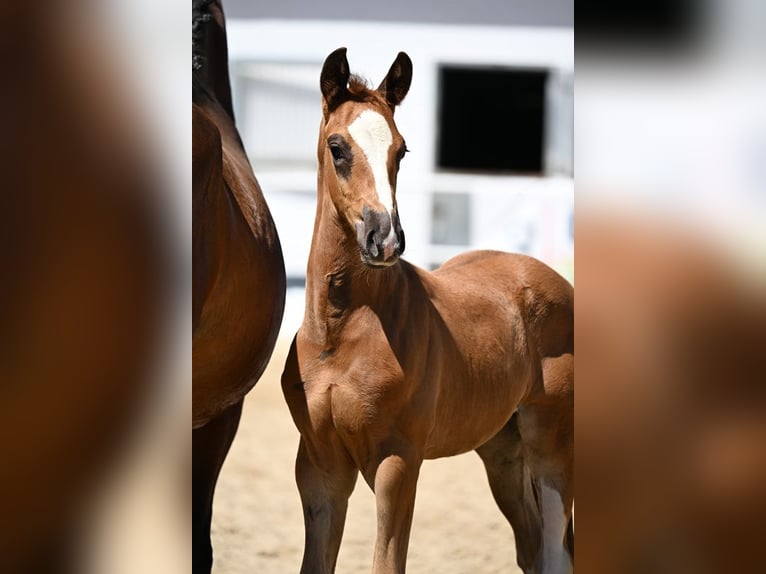 Oldenburg Stallion  Chestnut in Dietzenbach