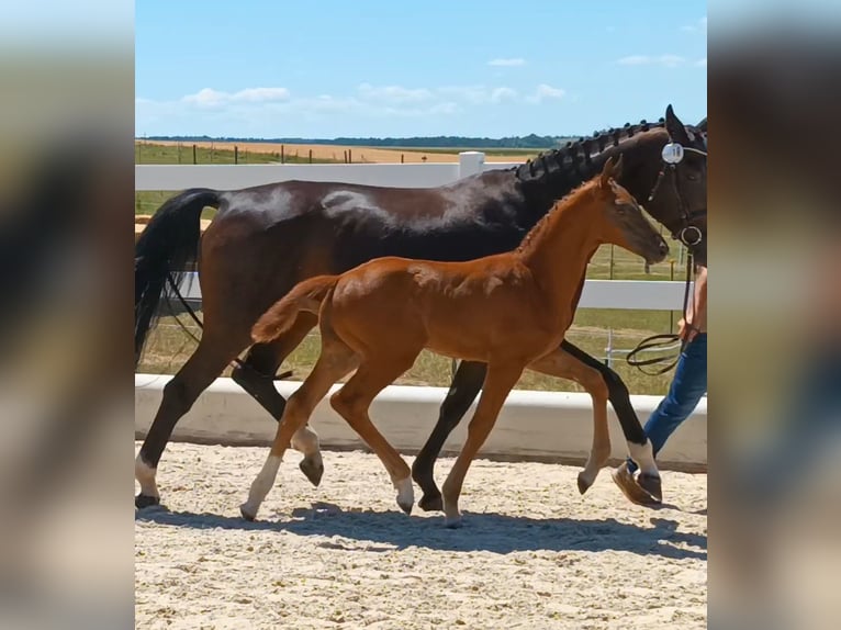 Oldenburg Stallion  Chestnut in Schw&#xE4;bisch Gm&#xFC;nd