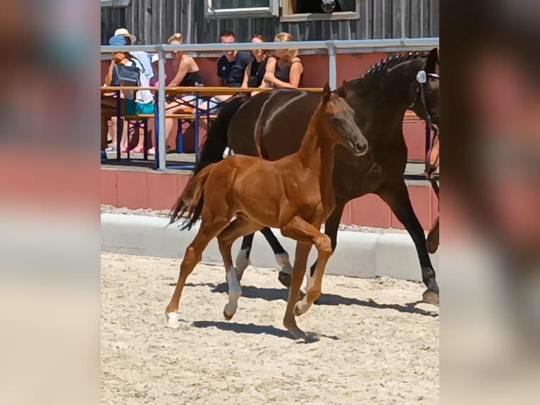 Oldenburg Stallion  Chestnut in Schw&#xE4;bisch Gm&#xFC;nd