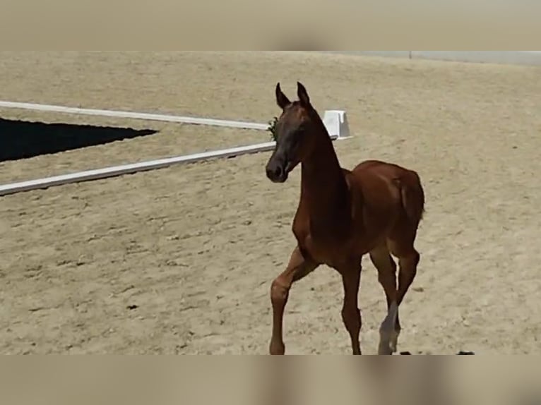 Oldenburg Stallion  Chestnut in Schw&#xE4;bisch Gm&#xFC;nd