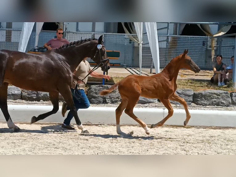 Oldenburg Stallion  Chestnut in Schw&#xE4;bisch Gm&#xFC;nd