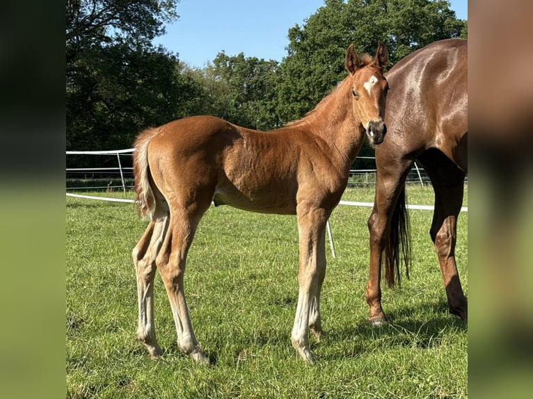 Oldenburg Stallion  Chestnut in Wingst