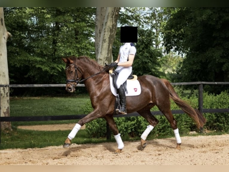 Oldenburg Stallion  Chestnut in Wingst