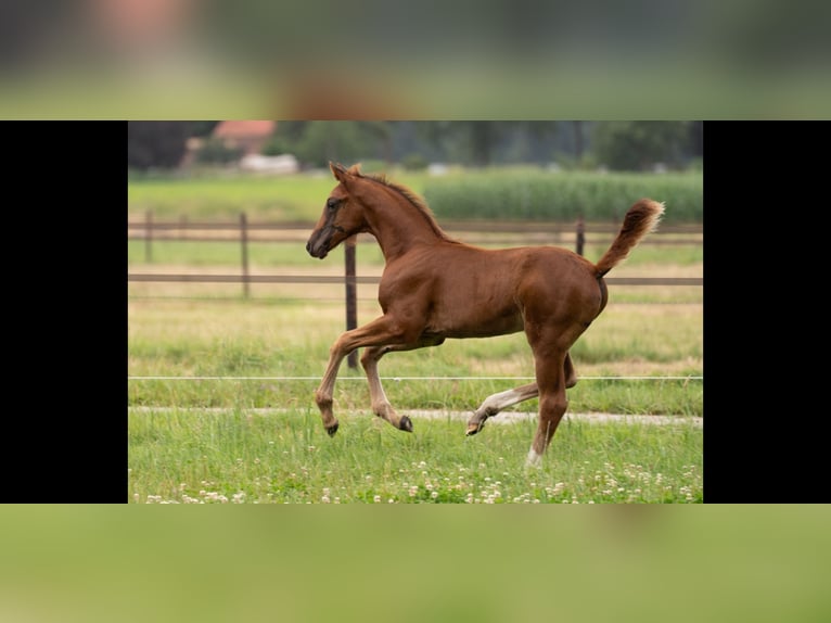 Oldenburg Stallion Foal (05/2026) Chestnut in Geesbrug