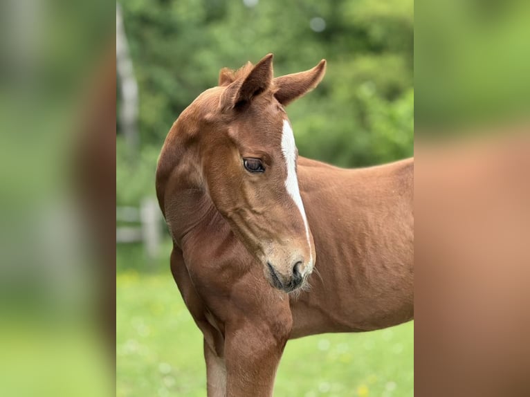 Oldenburg Stallion  Chestnut in Haiger