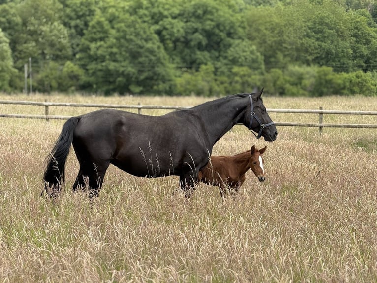 Oldenburg Stallion  Chestnut in Haiger
