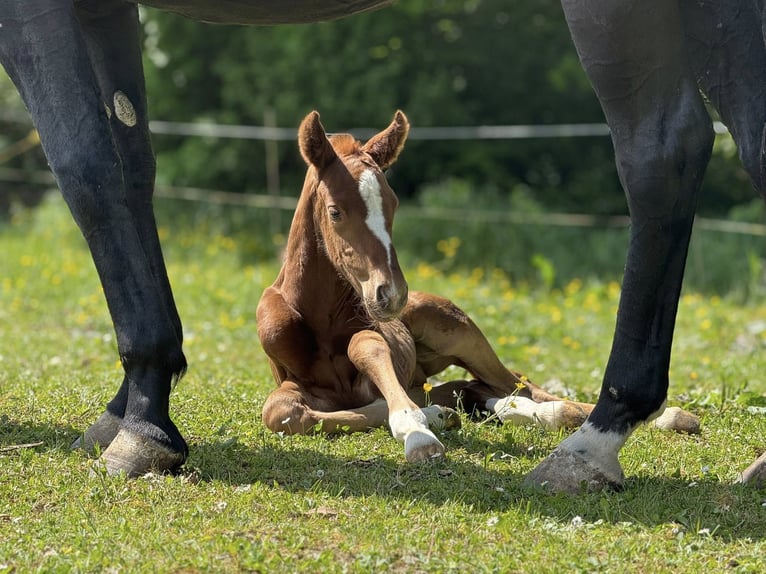 Oldenburg Stallion  Chestnut in Haiger
