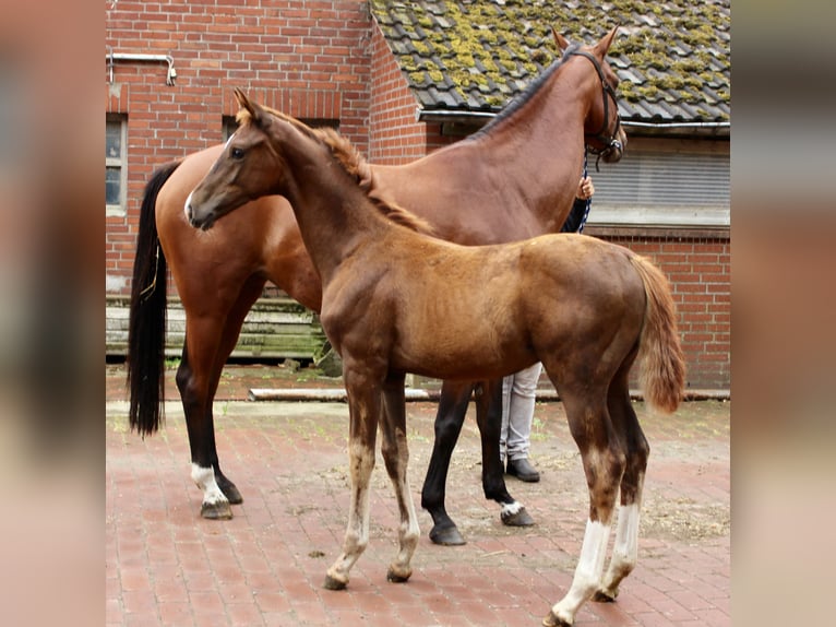 Oldenburg Stallion Foal (04/2025) Chestnut in Lastrup